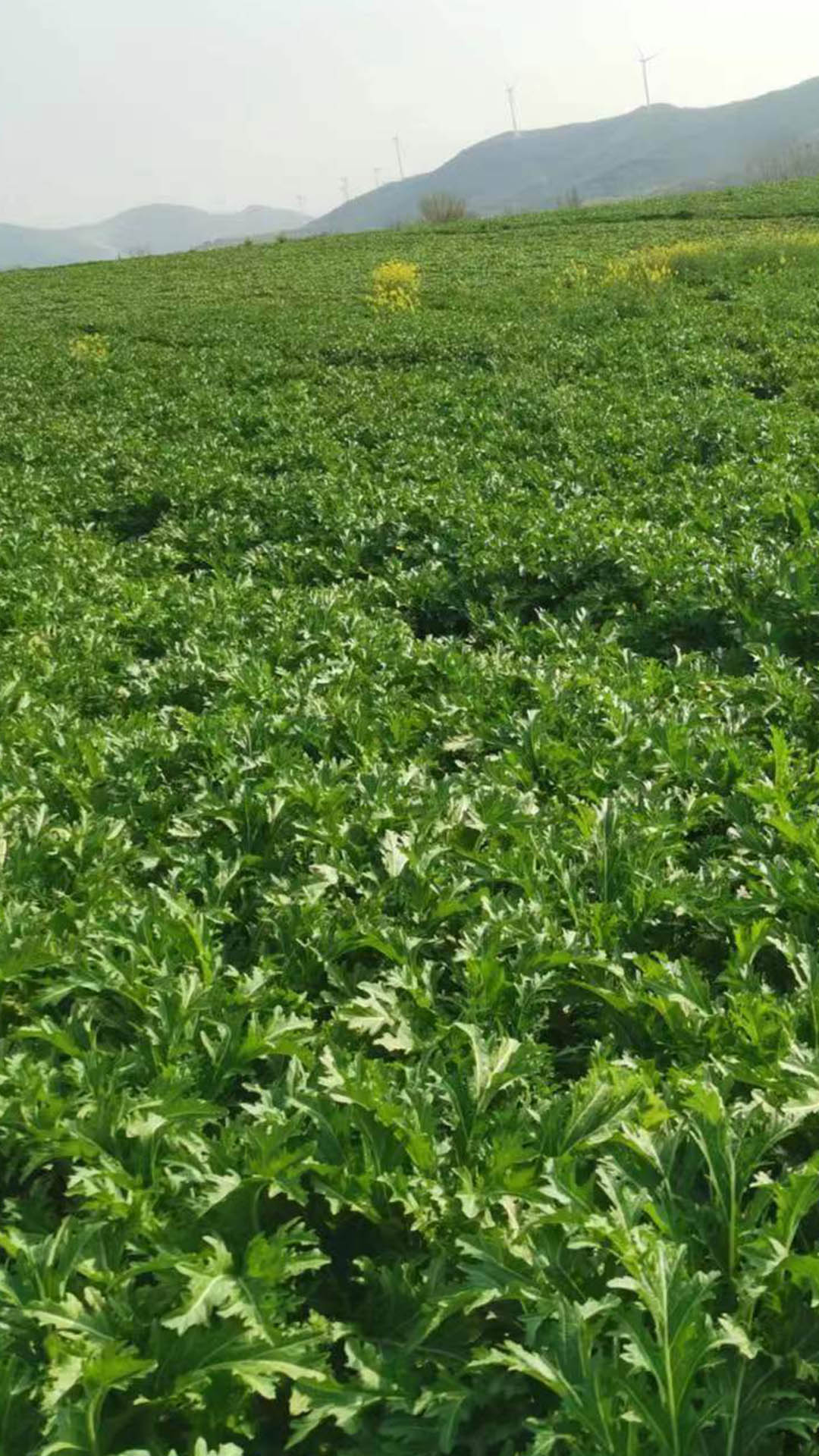 德州廣告片制作